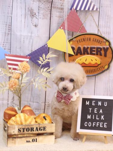 20240806HONEYちゃん